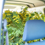 ［BIGボタニカル｜ドライ］小さなテキサスのミモザ 80-120㎝