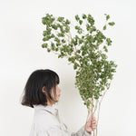 ［BIGボタニカル｜ドライ］アセビ 　90-100㎝