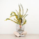 ［BIGボタニカル｜ドライ］小さなテキサスのミモザ 80-120㎝
