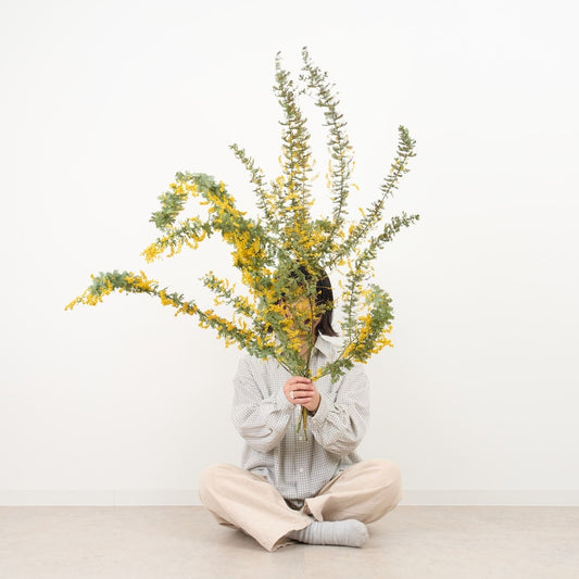 ［BIGボタニカル｜ドライ］小さなテキサスのミモザ 80-120㎝
