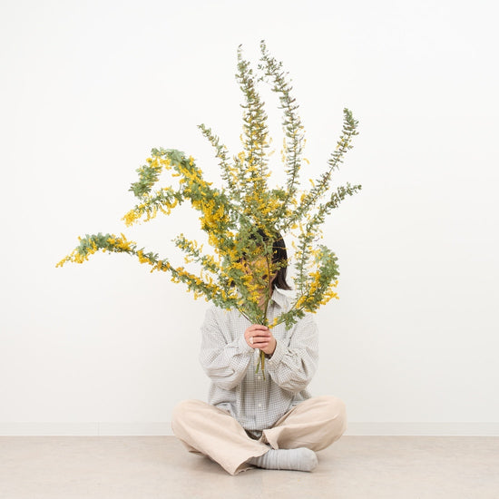 ［BIGボタニカル｜ドライ］小さなテキサスのミモザ 80-120㎝