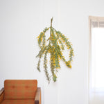 ［BIGボタニカル｜ドライ］小さなテキサスのミモザ 80-120㎝