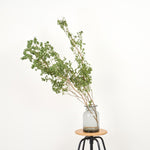 ［BIGボタニカル｜ドライ］アセビ 　90-100㎝