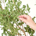 ［BIGボタニカル｜ドライ］アセビ 　90-100㎝