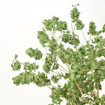 ［BIGボタニカル｜ドライ］アセビ 　90-100㎝