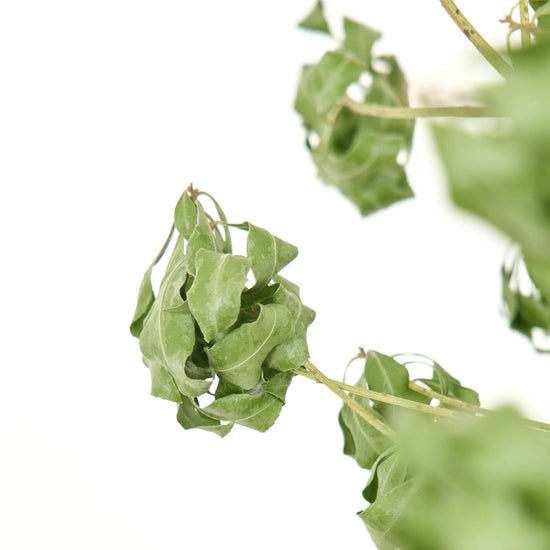 ［BIGボタニカル｜ドライ］アセビ 120㎝