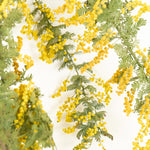 ［BIGボタニカル｜ドライ］小さなテキサスのミモザ 80-120㎝