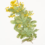 ［BIGボタニカル｜ドライ］小さなテキサスのミモザ 80-120㎝