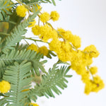 ［BIGボタニカル｜ドライ］小さなテキサスのミモザ 80-120㎝
