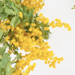 ［BIGボタニカル｜ドライ］小さなテキサスのミモザ 80-120㎝