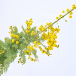 ［BIGボタニカル｜ドライ］小さなテキサスのミモザ 80-120㎝