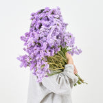 ［ドライフラワー］スターチス シヌアータ