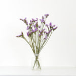 ［ドライフラワー］スターチス シヌアータ