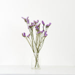 ［ドライフラワー］スターチス シヌアータ