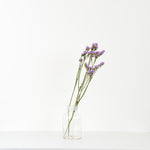 ［ドライフラワー］スターチス シヌアータ