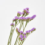 ［ドライフラワー］スターチス シヌアータ