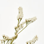 ［ドライフラワー］スターチス シヌアータ