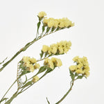 ［ドライフラワー］スターチス シヌアータ