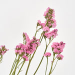 ［ドライフラワー］スターチス シヌアータ