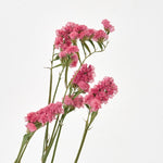 ［ドライフラワー］スターチス シヌアータ