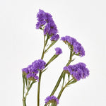 ［ドライフラワー］スターチス シヌアータ
