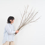 ［BIGボタニカル｜ドライ］桜の枝 120cm
