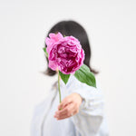 【出荷日指定商品】［フレッシュな状態でお届け］芍薬