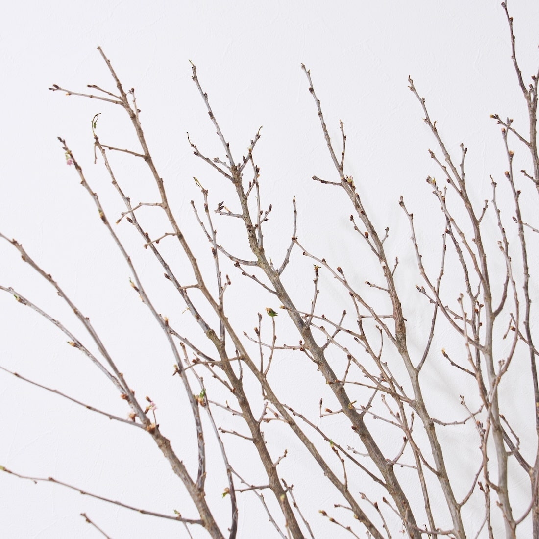 BIGボタニカル］桜の枝 120cm 商品ページ - 土と風の植物園