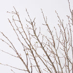 ［BIGボタニカル｜ドライ］桜の枝 120cm