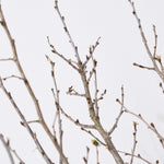 ［BIGボタニカル｜ドライ］桜の枝 120cm