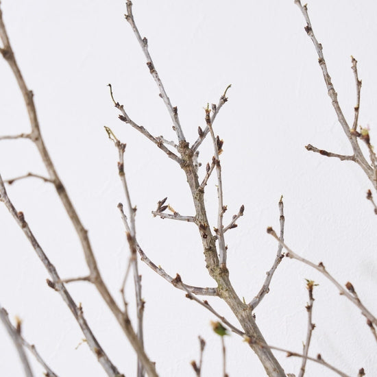 ［BIGボタニカル｜ドライ］桜の枝 120cm