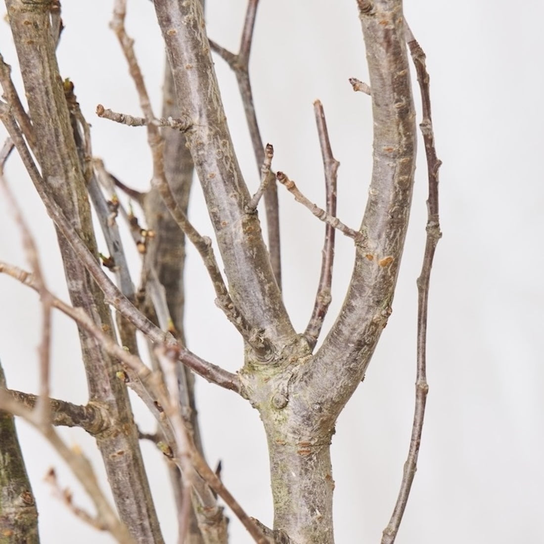 BIGボタニカル］桜の枝 120cm 商品ページ - 土と風の植物園