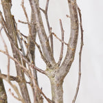 ［BIGボタニカル｜ドライ］桜の枝 120cm