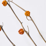 ［BIGボタニカル｜ドライ］ハナナス ピンポン 80-90cm