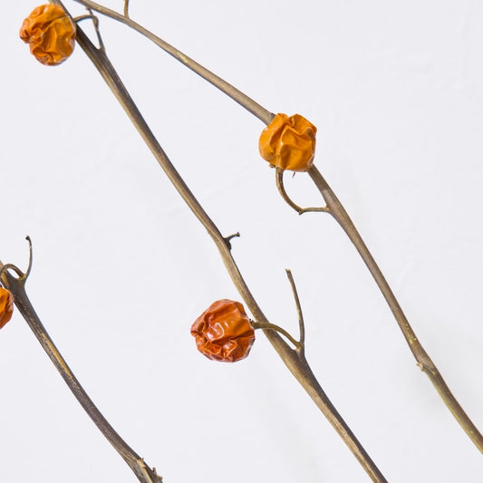 ［BIGボタニカル｜ドライ］ハナナス ピンポン 80-90cm