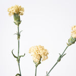 【ドライフラワー】［ドライフラワー］カーネーション