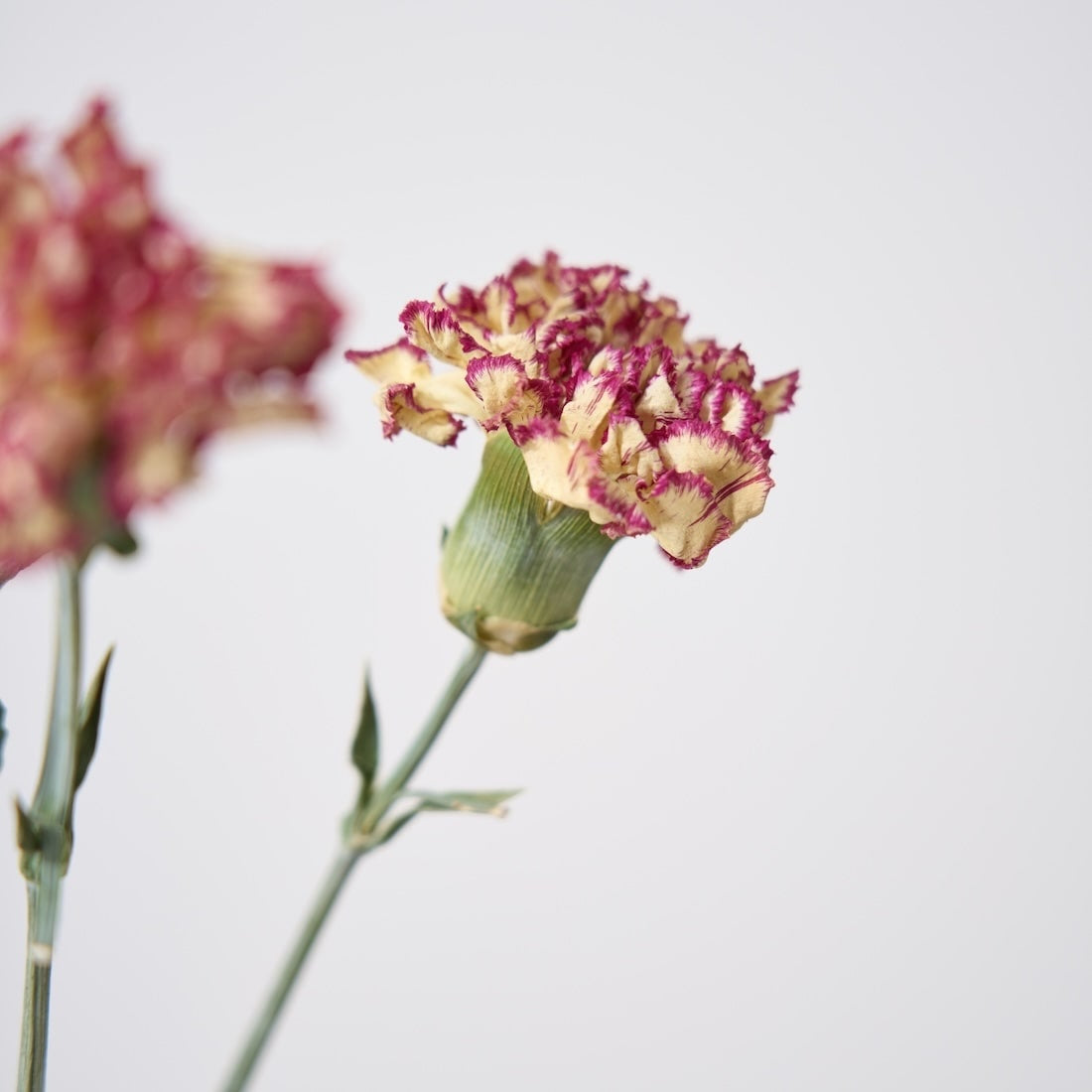 ドライm flowers⁄カーネーション ドライ 花びらミックス - 花材 ドライ
