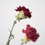 【ドライフラワー】［ドライフラワー］カーネーション