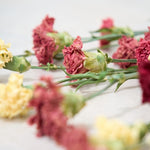 【ドライフラワー】［ドライフラワー］カーネーション