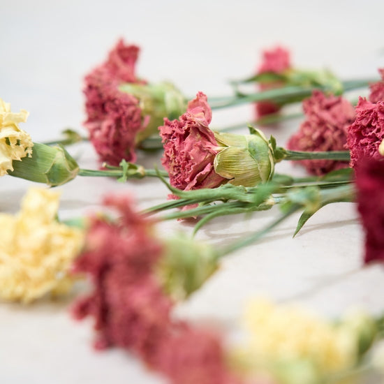 【ドライフラワー】［ドライフラワー］カーネーション