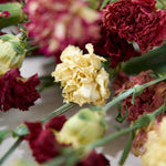 【ドライフラワー】［ドライフラワー］カーネーション