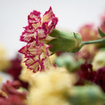 【ドライフラワー】［ドライフラワー］カーネーション