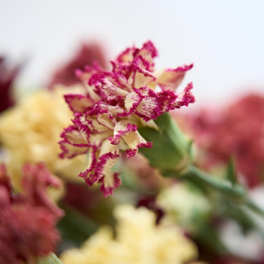 【ドライフラワー】［ドライフラワー］カーネーション