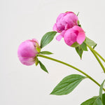 【出荷日指定商品】［フレッシュな状態でお届け］芍薬