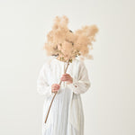 ［BIGボタニカル｜ドライ］スモークツリー 60-100㎝