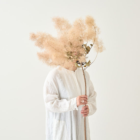 ［BIGボタニカル｜ドライ］スモークツリー 60-100㎝