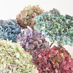 ニュアンスカラーの紫陽花セット