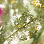 選べる２つの表情／飾るだけでサマになる、紫陽花とドライフラワーセット