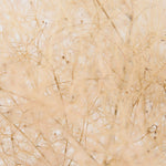 ［BIGボタニカル｜ドライ］スモークツリー 60-100㎝