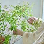 【出荷日指定商品】［フレッシュな状態でお届け］ドウダンツツジ